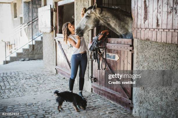 de band tussen paard en ruiter - holding horse stockfoto's en -beelden