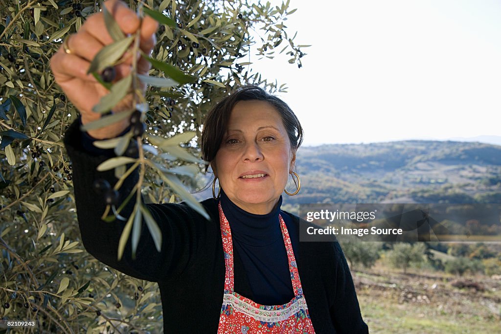 Italian woman picking olives