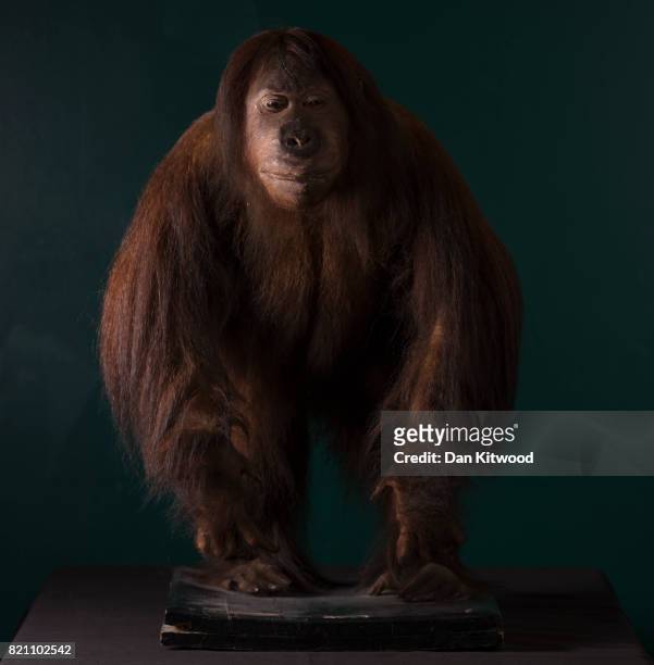 An orangutan from 1914, is pictured at UCL's Grant Museum of Zoology on July 17, 2017 in London, England. Conservation work has yet to be undertaken...