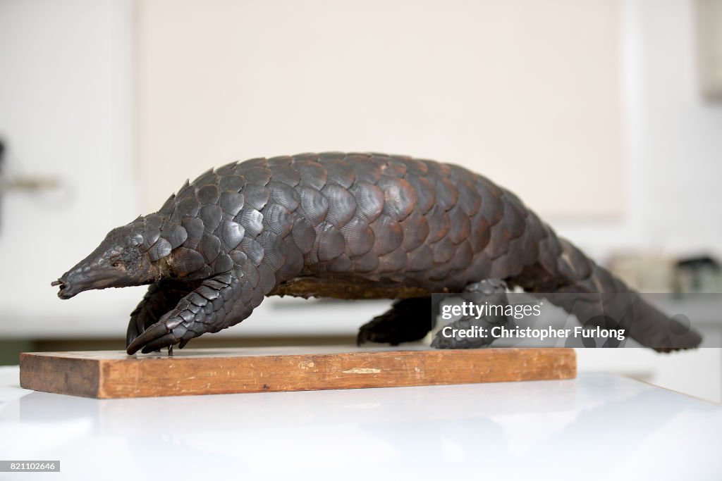 A stuffed pangolin sits in the laboratory of Natural History