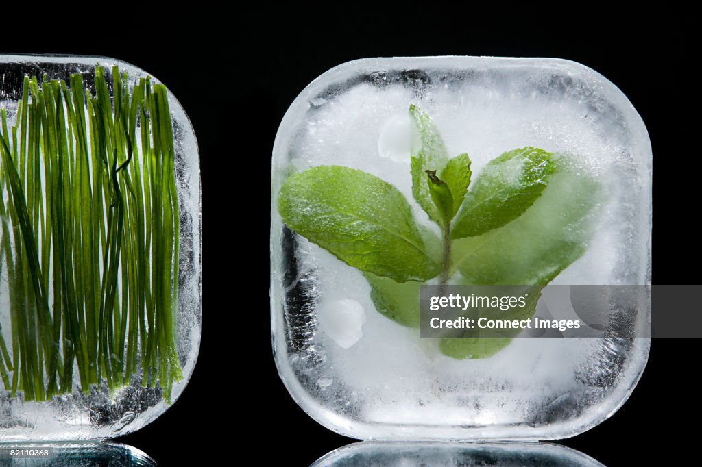 Frozen herbs