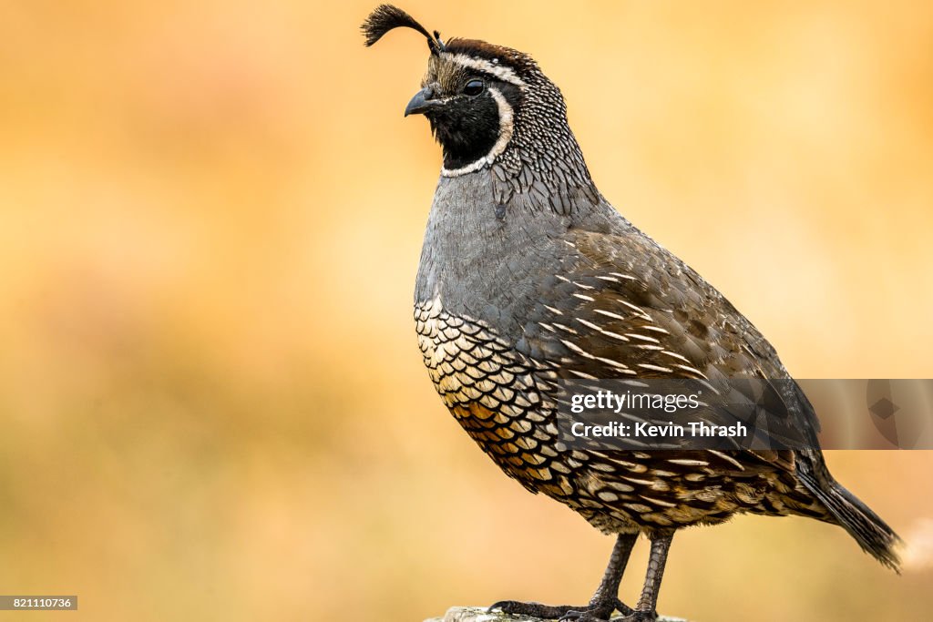 California Quail, Pt. Reyes
