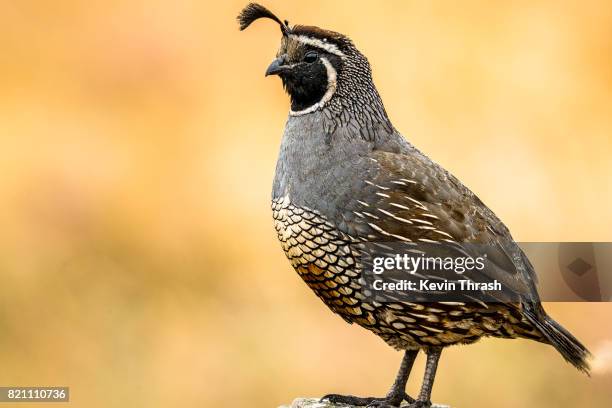 california quail, pt. reyes - point reyes national seashore stock pictures, royalty-free photos & images