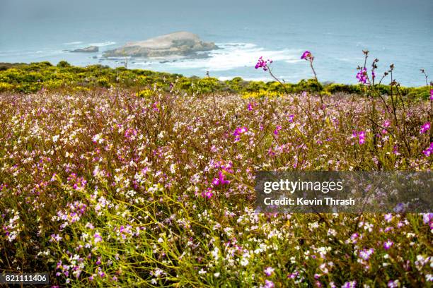 Point Reyes Spring Flowers Point Reyes National Seashore Photos and Premium High Res Pictures ...