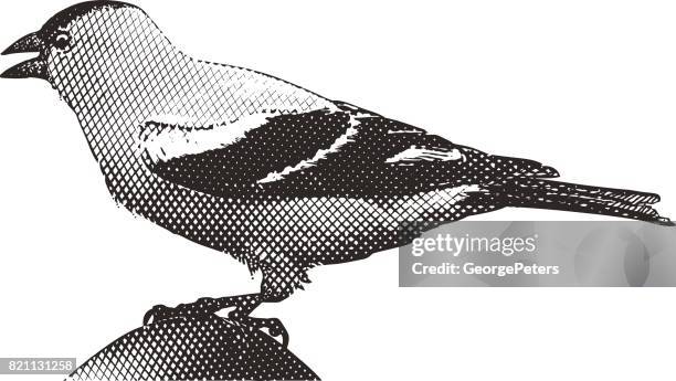 male goldfinch singing - american goldfinch stock illustrations