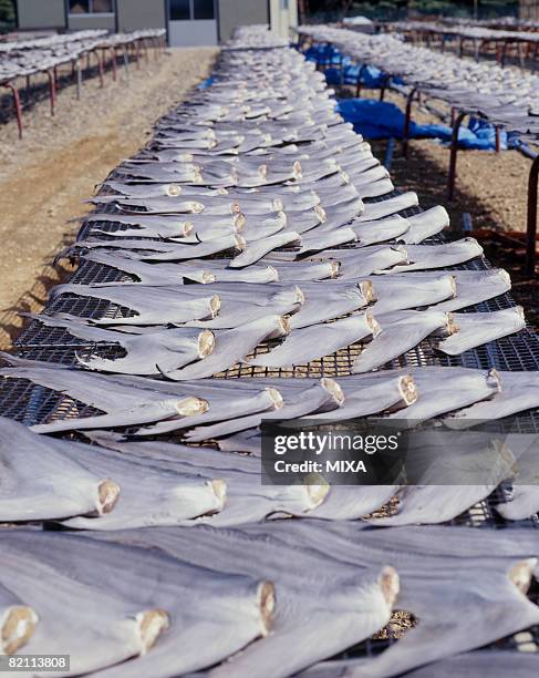 149 Shark Fishing Line Stock Photos, High-Res Pictures, and Images ...