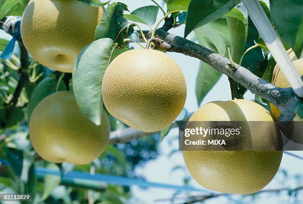 nashi pears - asian pear stock pictures, royalty-free photos & images