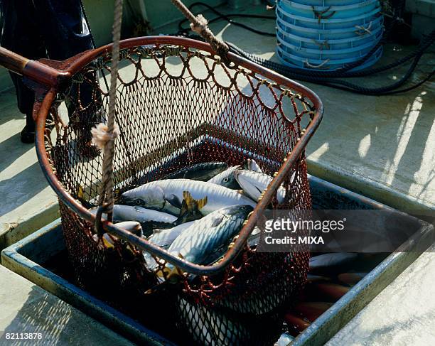 yellowtails in fishing net - amberjack fotografías e imágenes de stock