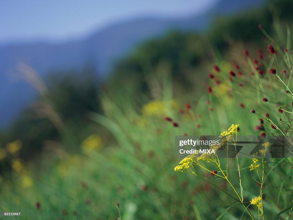 Patrinia scabiosifolia