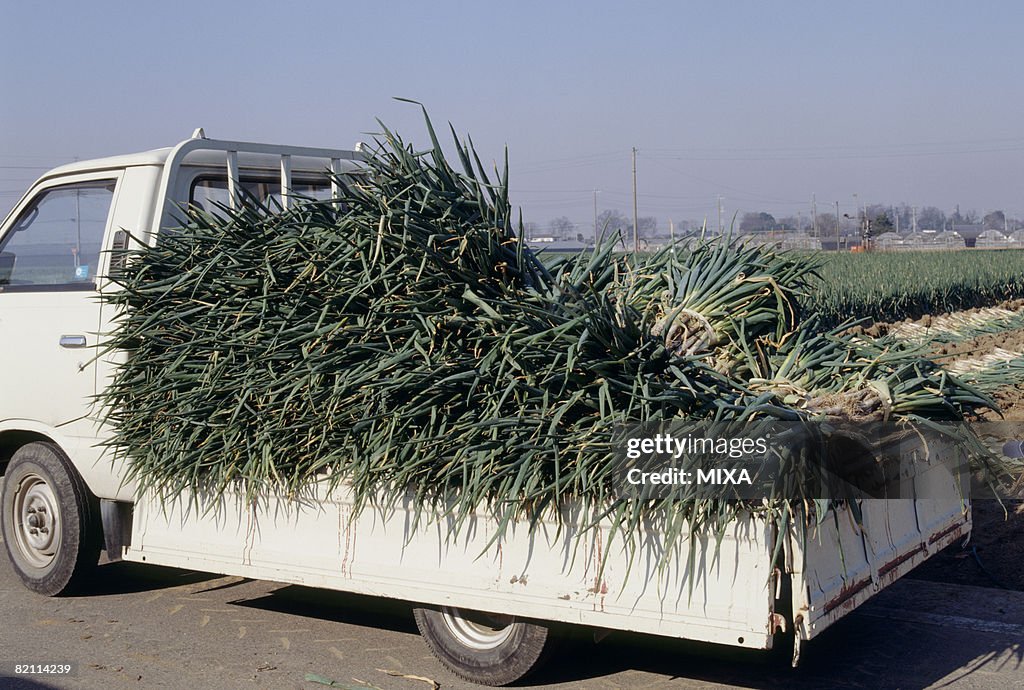 Bunches of spring onions on truck