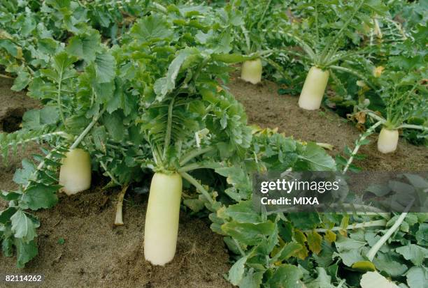 daikon radish field - rábano grande japonés fotografías e imágenes de stock