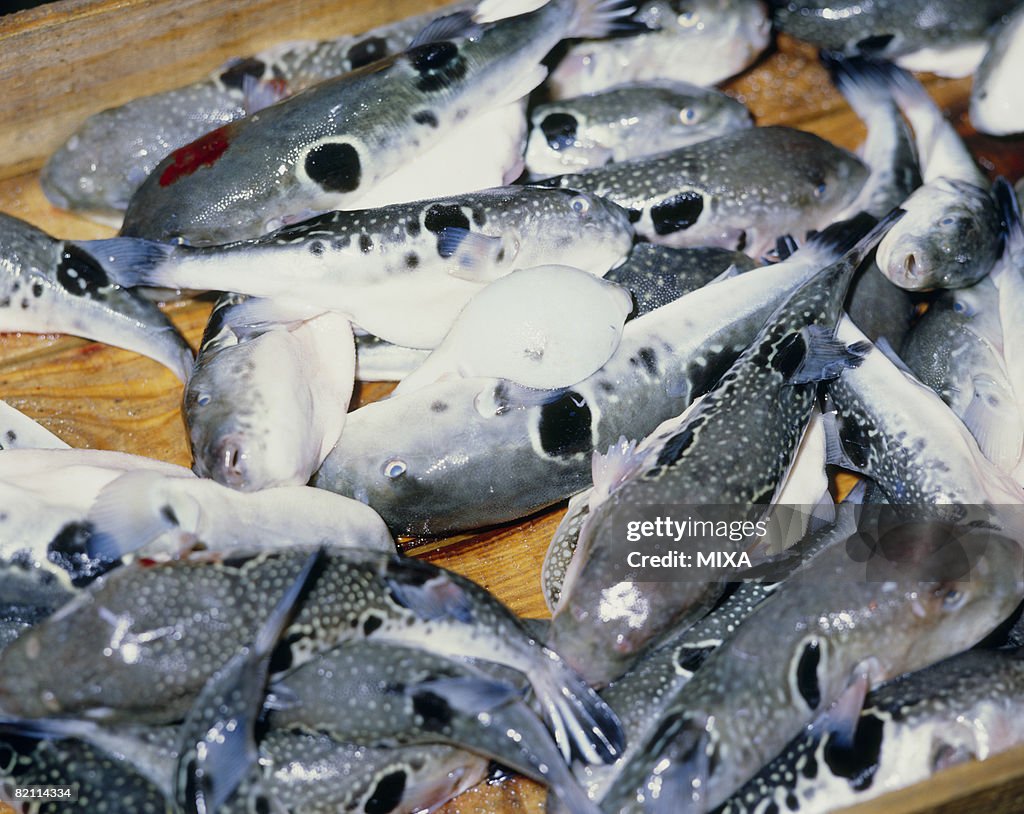 Balloonfish