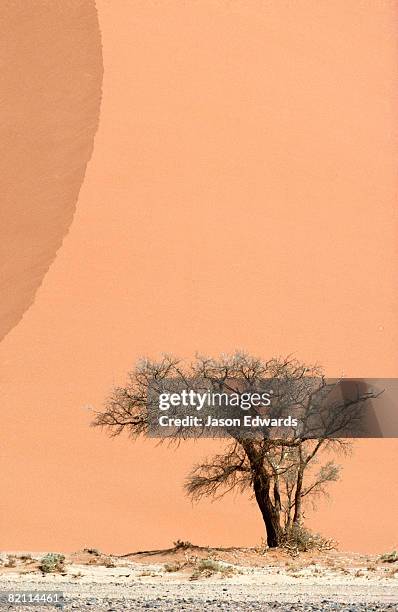 great southern dune field, sossusvlei, namib-naukluft national park, namibia. - sossusvlei stock pictures, royalty-free photos & images