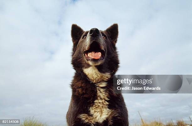 near warrnambool, victoria, australia. - australian kelpie fotografías e imágenes de stock