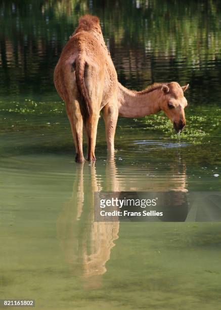 young camel drinking in wadi darbat river, oman - dromedary camel bildbanksfoton och bilder