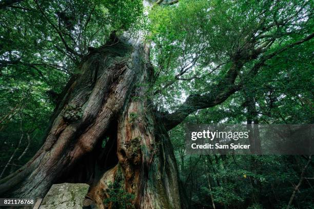 ancient tree in rainforest, yakushima island, japan - cedro yakusugi foto e immagini stock