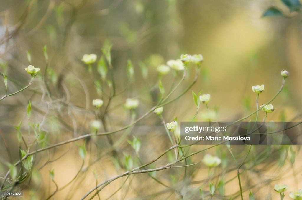 White Dogwood Buds. Cornus florida