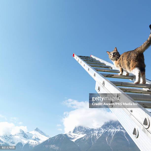 cat climbing ladder above mountains - cat looking up stock pictures, royalty-free photos & images