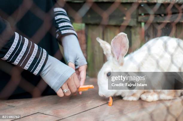 girl is feeding the rabbit - muslim girl eating stock pictures, royalty-free photos & images