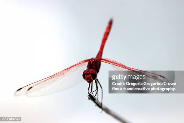 dragonfly on white background - gregoria gregoriou crowe fine art and creative photography. imagens e fotografias de stock