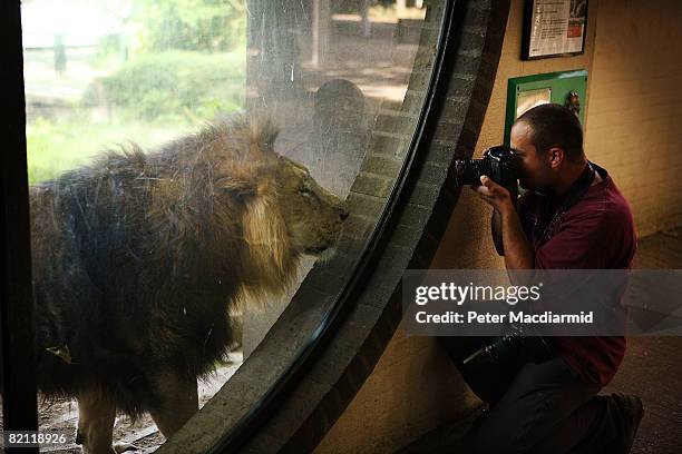 Lucifer the Asian lion looks at a photographer from his enclosure at London Zoo on July 30, 2008 in England. The lion enclosure has been sprinkled...