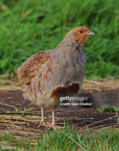 grey partridge [perdix perdix] - perdix stock pictures, royalty-free photos & images