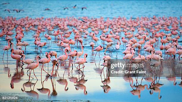 lake nakaru flamingoes - vogelzwerm stockfoto's en -beelden
