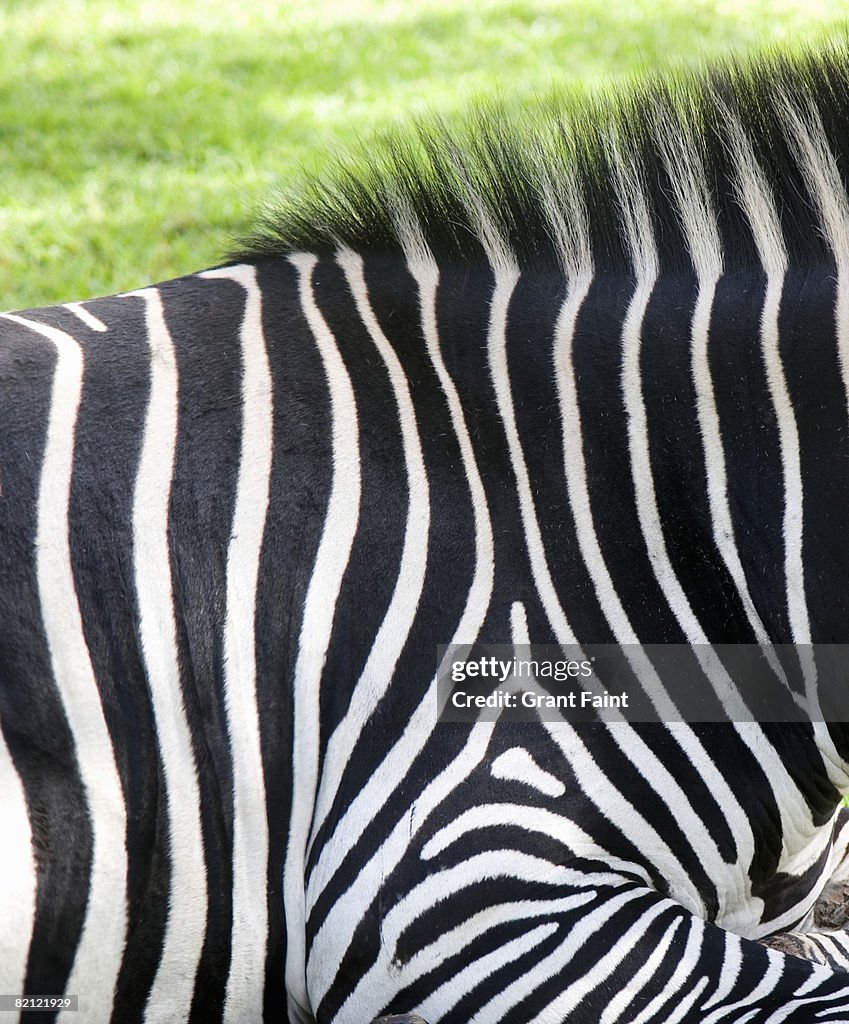 Detail zebra design