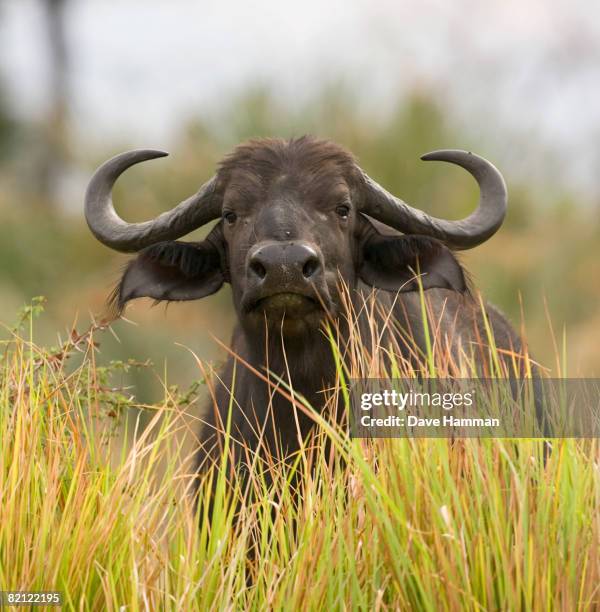 female buffalo (syncerus caffer) portrait, okavango delta, botswana - wild cattle stock pictures, royalty-free photos & images