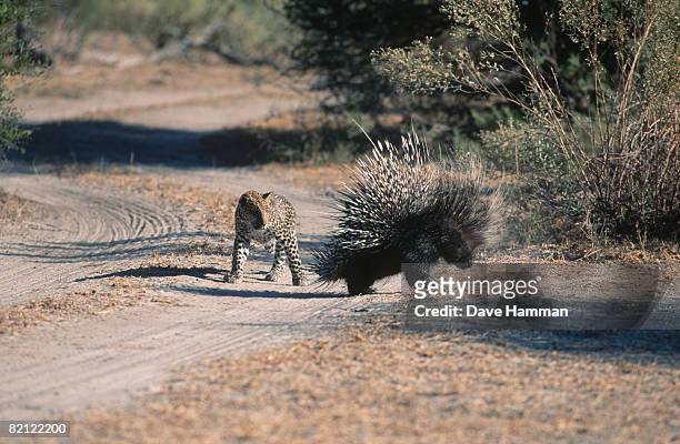leopard (panthera pardus) approaching african porcupine (hystrix cristata) cautiously. okavango delta, botswana. - istrice foto e immagini stock
