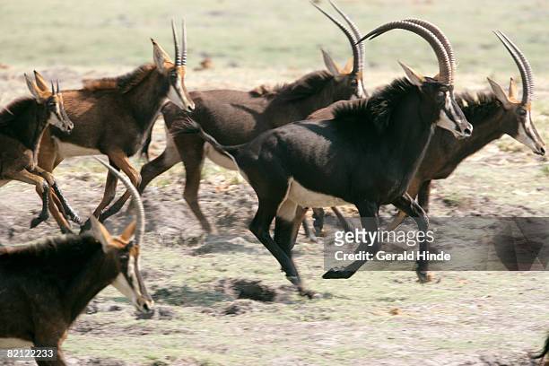 sable antelope (hippotragus niger), chobe river, botswana - sable antelope stock pictures, royalty-free photos & images
