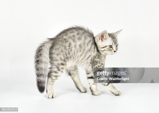 tabby kitten arching its back and hissing, close-up, side view - evil stockfoto's en -beelden