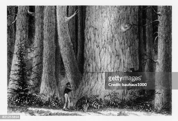 holzfäller messen einen riesigen redwood-baum in kalifornien, 1893 - california sequoia stock-grafiken, -clipart, -cartoons und -symbole