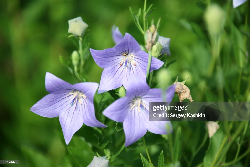 Bells - field flowers