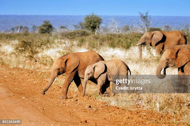 junge afrikanische elefanten bedeckt mit rotem sand, überqueren den feldweg in der madikwe wildreservat in südafrika - wildschutzgebiet madikwe stock-fotos und bilder