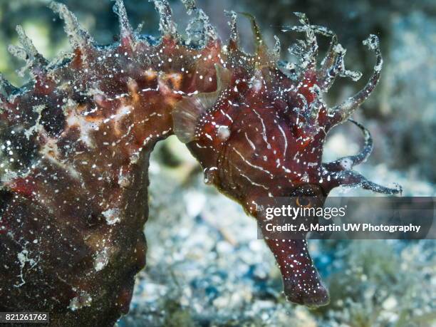 long snouted seahorse - hippocampus ramulosus stock pictures, royalty-free photos & images