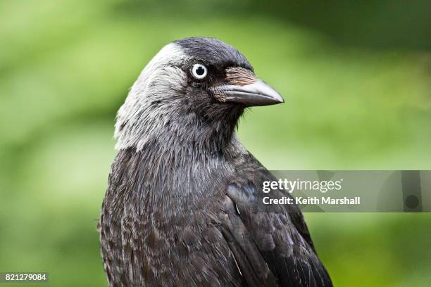 jackdaw portrait - jackdaw stock pictures, royalty-free photos & images