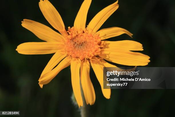 the yellow flowers of arnica montana - arnica foto e immagini stock