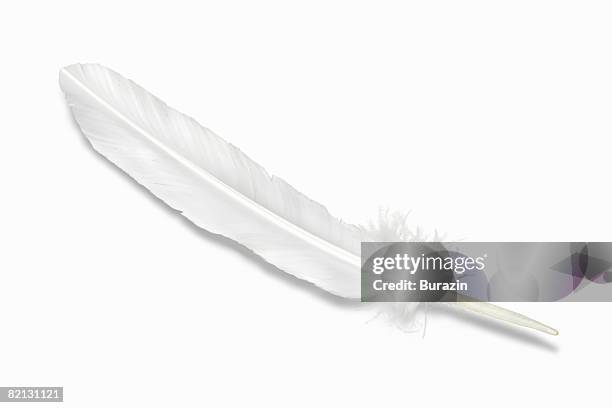 feather - feathers stock-fotos und bilder