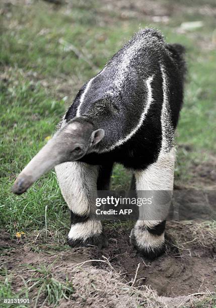 Picture taken on July 30, 2008 of Luca, an eight-year-old giant male anteater, a few days after its arrival at the Sables-d'Olonne's zoo, western...