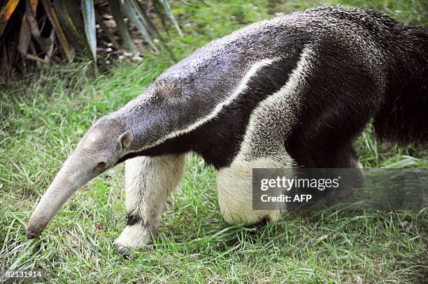 Picture taken on July 30, 2008 of Luca, an eight-year-old giant male anteater, a few days after its arrival at the Sables-d'Olonne's zoo, western...