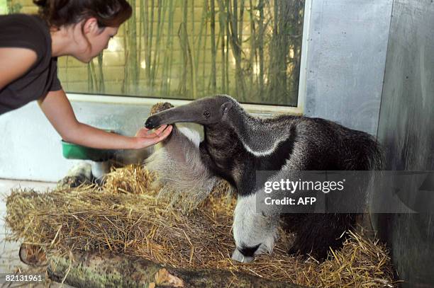 An aide strokes on July 30 Juanita, an eight-year-old giant female anteater, a few days after its arrival at the Sables-d'Olonne's zoo, western...