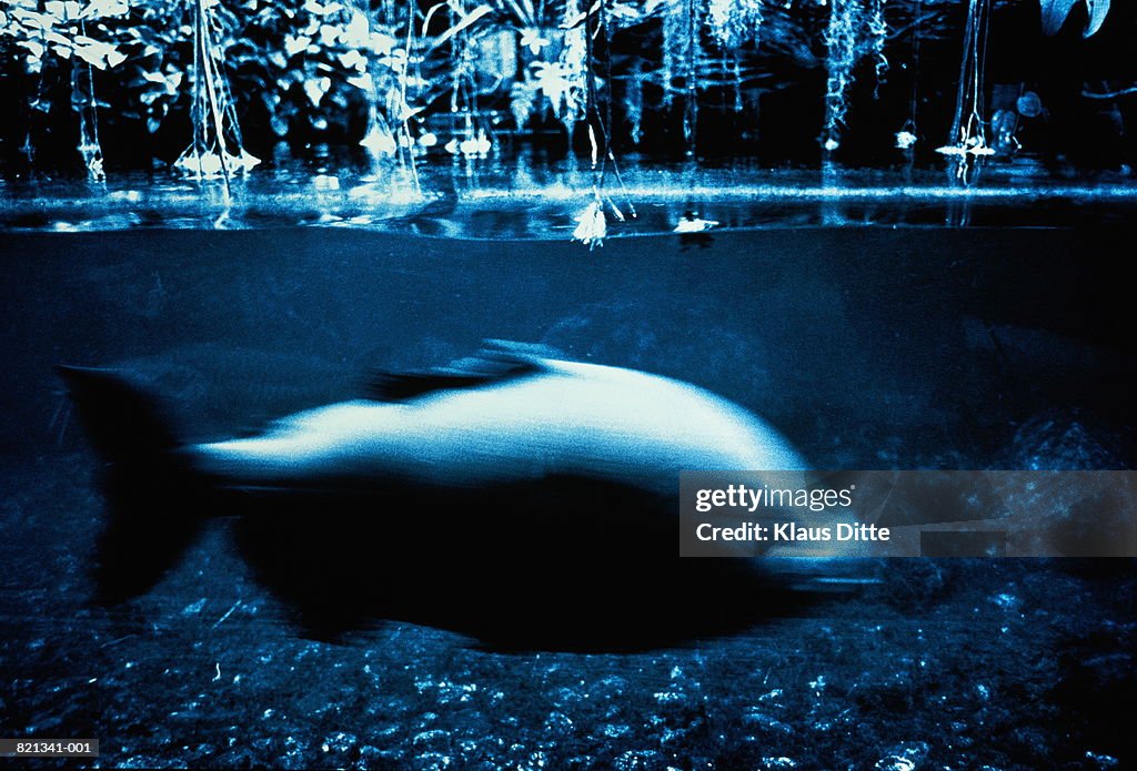 Carp swimming in river, underwater view (blurred motion, toned B&W)