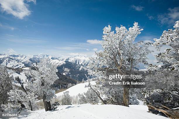 snow covered trees on mountain, wasatch mountains, utah, united states - wasatch-mountains stockfoto's en -beelden