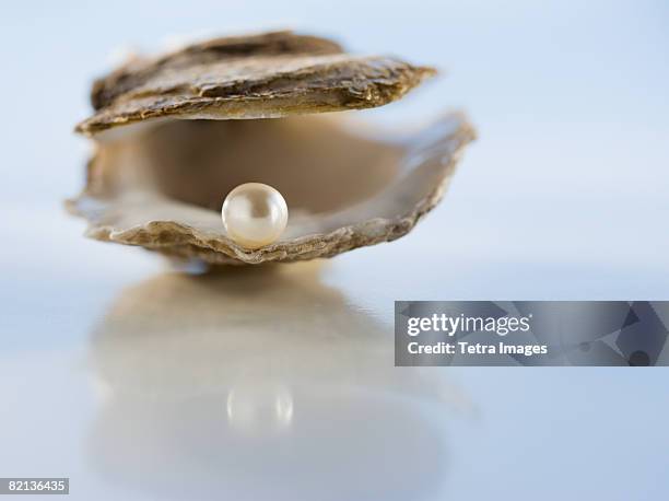 close up of pearl in oyster shell - perla fotografías e imágenes de stock
