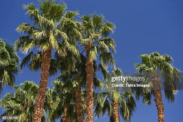 low angle view of palm trees - washingtonia stock pictures, royalty-free photos & images