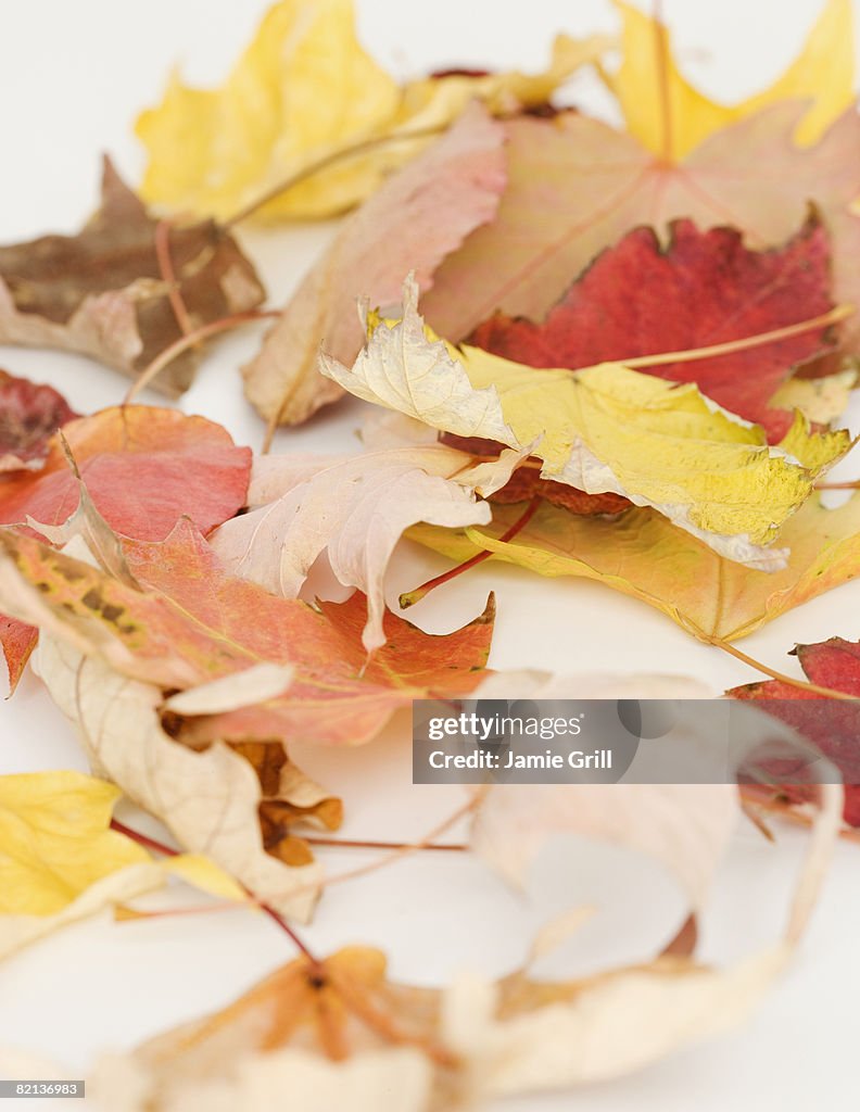 Close up of autumn leaves