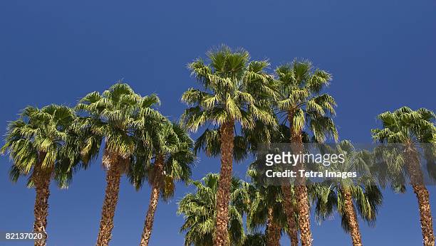 low angle view of palm trees - ワシントンヤシ属 ストックフォトと画像