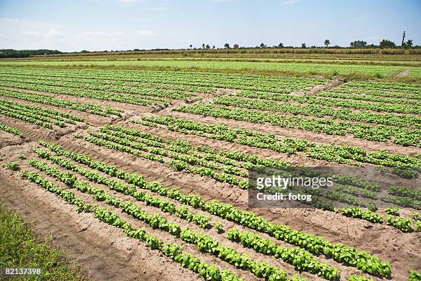 high angle view of basil farm, florida, united states - boynton beach stock pictures, royalty-free photos & images