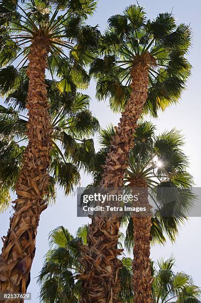 low angle view of palm trees - washingtonia stock pictures, royalty-free photos & images